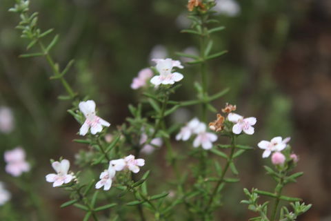 Karlkurla Bushland Park - Hotel Gold Coast 2