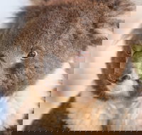 Kyabram Fauna Park - Hotel Gold Coast