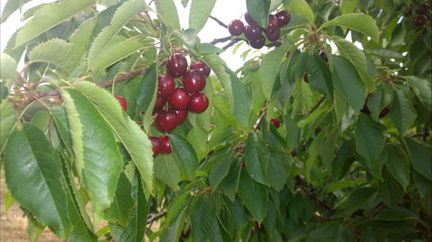 Martin's Orchard - Hotel Gold Coast 0