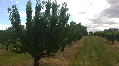 Martin's Orchard - Hotel Gold Coast 1