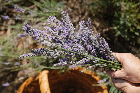 Nannup Lavender Farm - Hotel Gold Coast 2