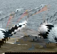 Pelican Feeding - Hotel Gold Coast