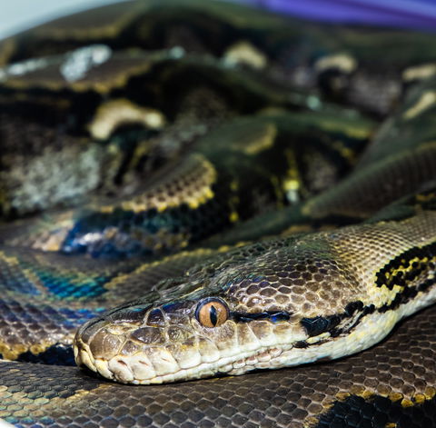 Serpentarium Wildlife Park Tasmania - Hotel Gold Coast 1