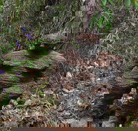 Understory Art In Nature - Hotel Gold Coast