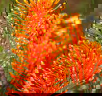 Wongan Hills Wildflowers - Hotel Gold Coast