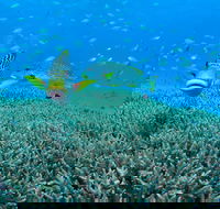 Wreck Bay Dive Site - Hotel Gold Coast