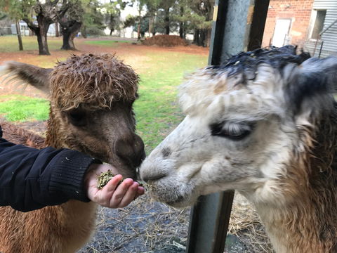 Alpaca Farm Experience At Crookwell - Hotel Gold Coast 0