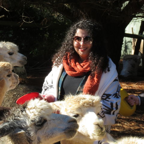 Alpaca Farm Experience At Crookwell - Hotel Gold Coast 1
