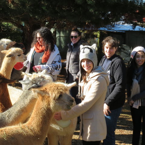 Alpaca Farm Experience At Crookwell - Hotel Gold Coast 2