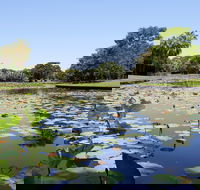 Anderson Park Botanic Gardens - Hotel Gold Coast