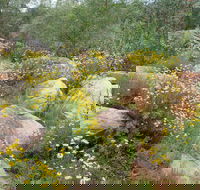 Ben Hall's Cave Walking Track - Hotel Gold Coast