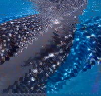 Coastal Water Dive