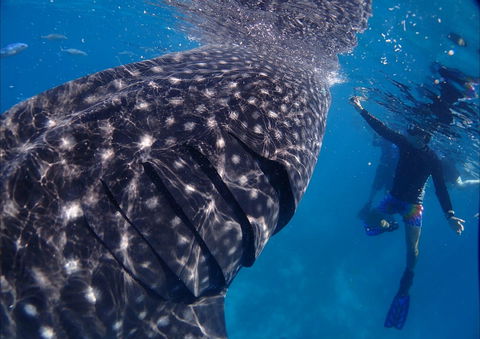 Coastal Water Dive - Hotel Gold Coast 0