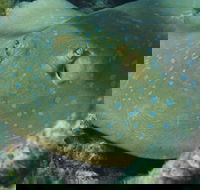 Fitzroy Island Dive Site - Hotel Gold Coast