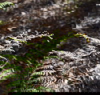 Langwarrin Flora and Fauna Reserve Walking Trails - Hotel Gold Coast