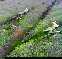 Lavandula Swiss Italian Farm - Hotel Gold Coast