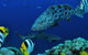 Osprey Reef - thumb 0