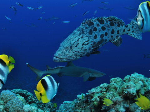 Osprey Reef - Hotel Gold Coast 0