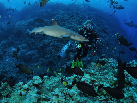 Osprey Reef - Hotel Gold Coast 1