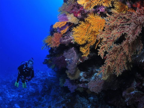 Osprey Reef - Hotel Gold Coast 2