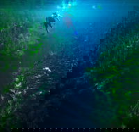 Piccaninnie Ponds Conservation Park - Hotel Gold Coast