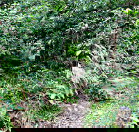 Seaforth Oval to Natural Bridge Track - Hotel Gold Coast