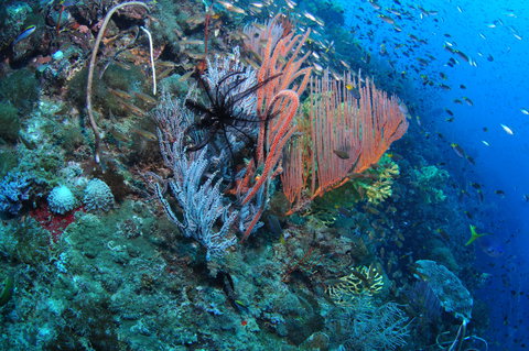 SS Yongala Dive Site - Hotel Gold Coast 1