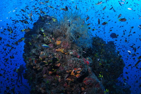 SS Yongala Dive Site - Hotel Gold Coast 2