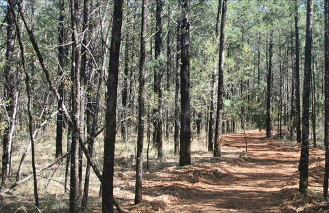 Yana-y Warruwi Walking Track - Hotel Gold Coast 0