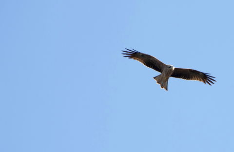 Yanga Lake Red Gum Bird Hide - Hotel Gold Coast 0