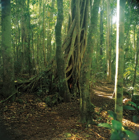 Binna Burra, Lamington National Park - Hotel Gold Coast 1