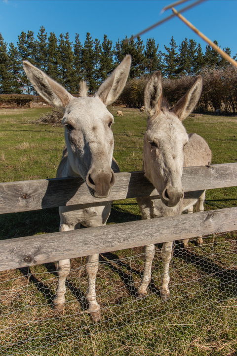 Brickendon Historic Farm And Convict Village - Hotel Gold Coast 2