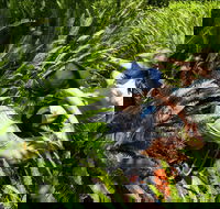 Georges Head - Hotel Gold Coast