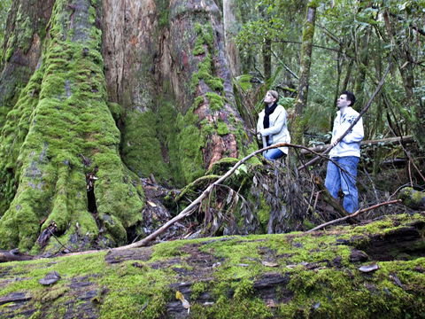 Hastings Caves And Thermal Springs - Hotel Gold Coast 2