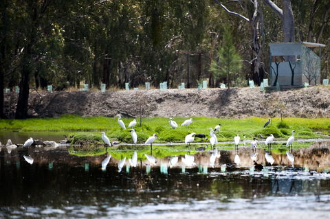 Narrandera Wetlands - Hotel Gold Coast 1