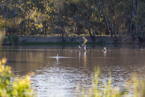 Narrandera Wetlands - Hotel Gold Coast 2