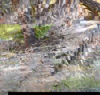 Nyah Vinifera Park - Hotel Gold Coast