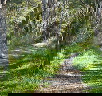 Stoodley Forest Walk and Arboretum - Hotel Gold Coast