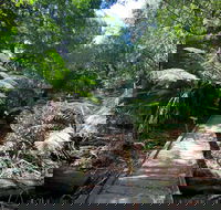 Wirrawilla Rainforest Walk - Hotel Gold Coast