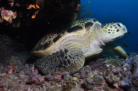 Anchor Bommie Dive Site - Hotel Gold Coast 2