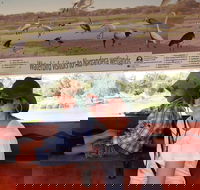 Bird Watching in Narrandera