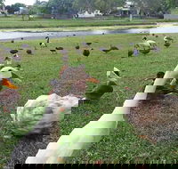 Gooseponds North Mackay - Hotel Gold Coast