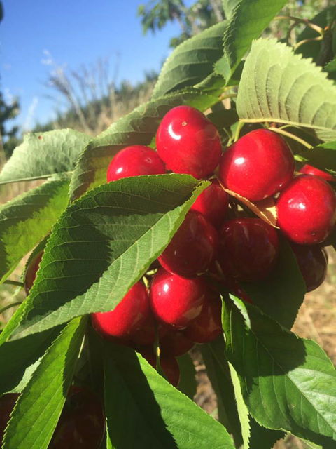 Hill-Lock Orchard - Hotel Gold Coast 1