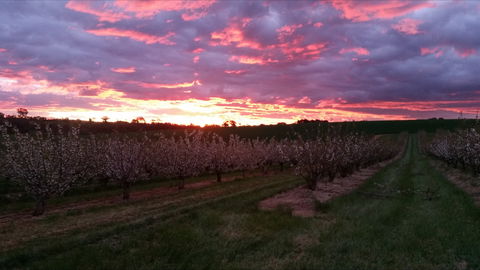 Hill-Lock Orchard - Hotel Gold Coast 2