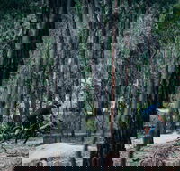 Old Tambo Downhill Mountain Bike Track - Hotel Gold Coast