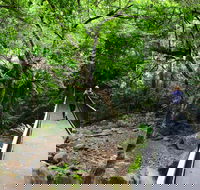 Rainforest Loop Walk Budderoo National Park - Hotel Gold Coast