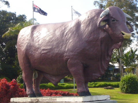 Rockhampton Bull Statues - Hotel Gold Coast 1