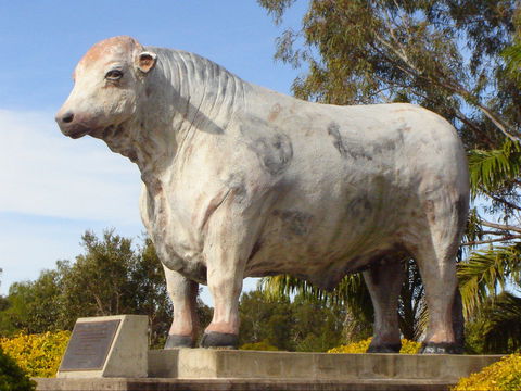 Rockhampton Bull Statues - Hotel Gold Coast 2