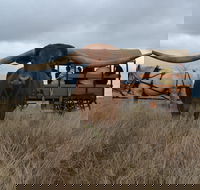 Texas Longhorn Tours - Hotel Gold Coast