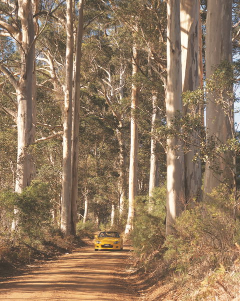 The Great Forest Trees Drive - Hotel Gold Coast 0